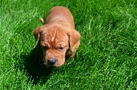 CHIOT